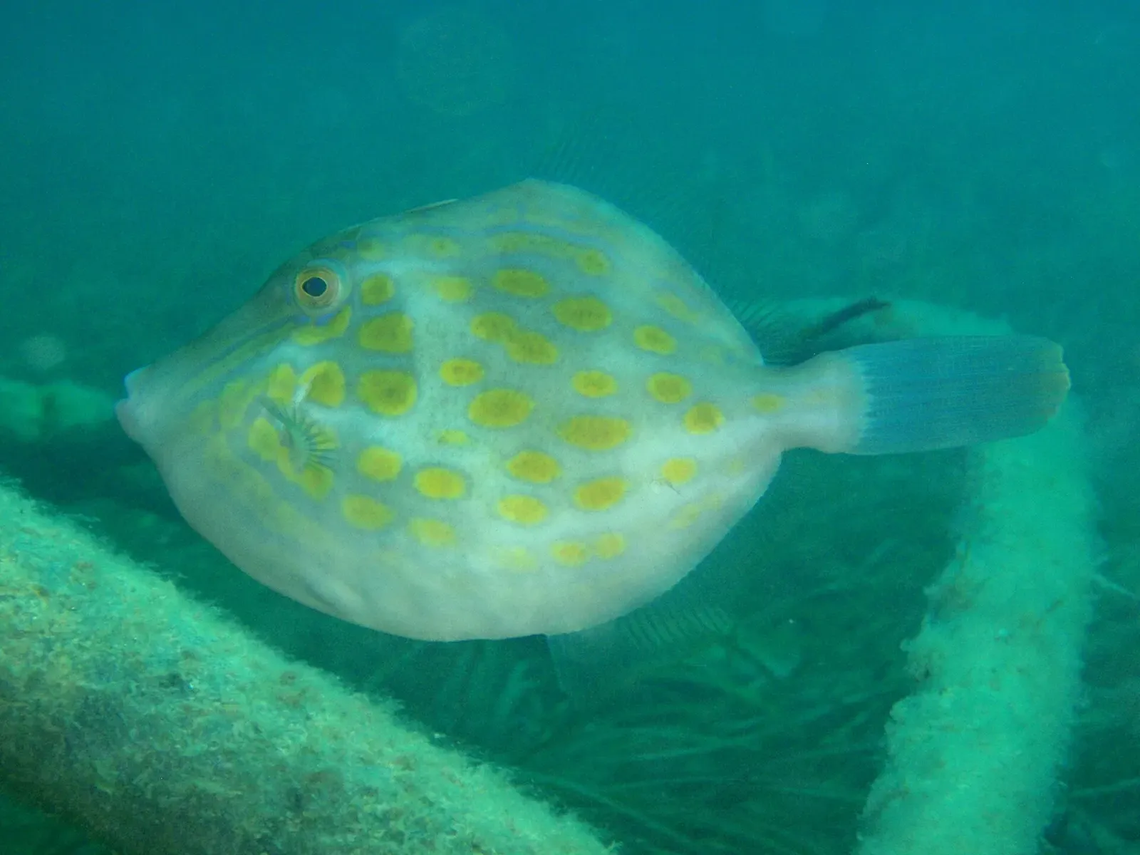 A mosaic leatherjacket with yellow spots drifts near the Rapid Bay jetty pylons