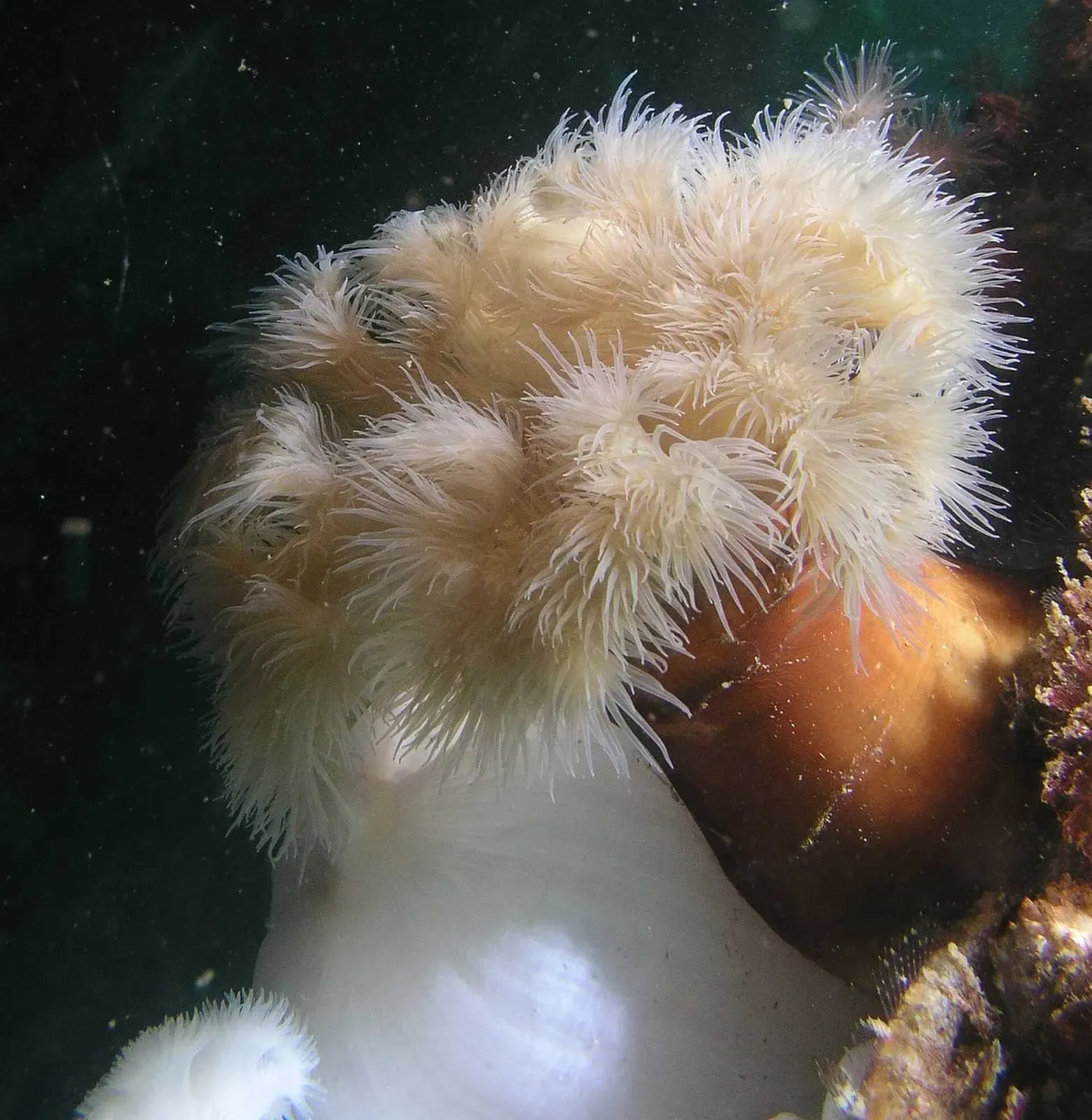 A giant plumose anemone with cream feeding tentacles extended on a Puget Sound rock wall