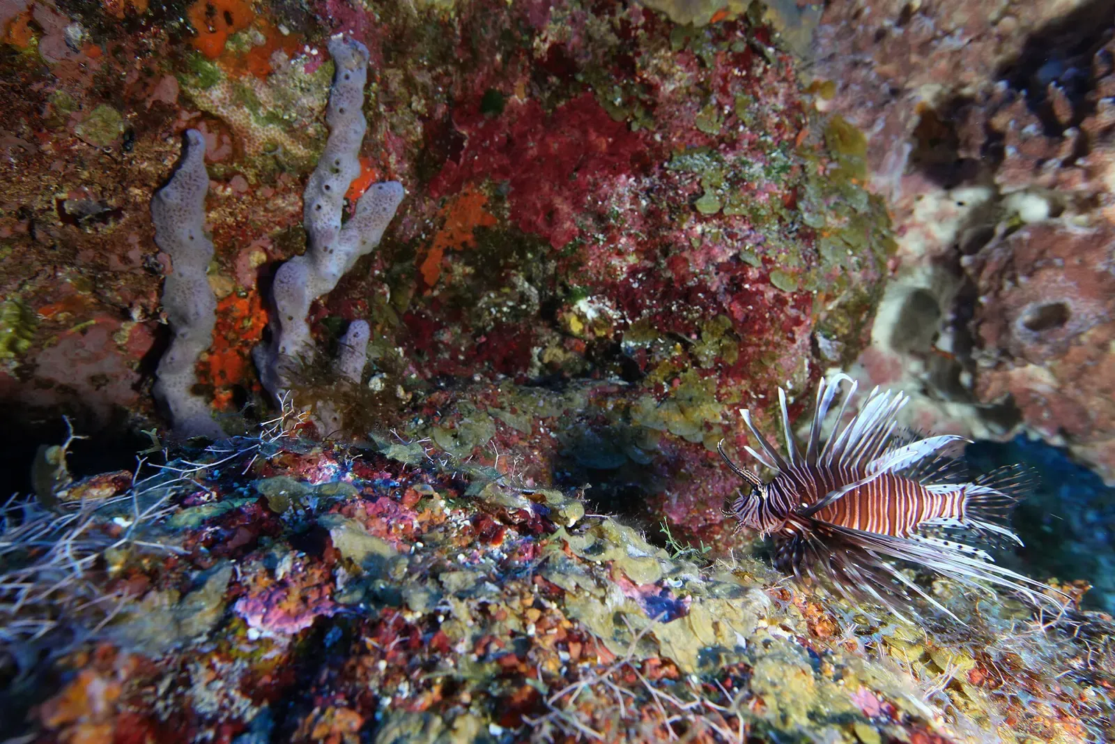 A lionfish rests among sponges and encrusting coral on a reef wall in the sanctuary.