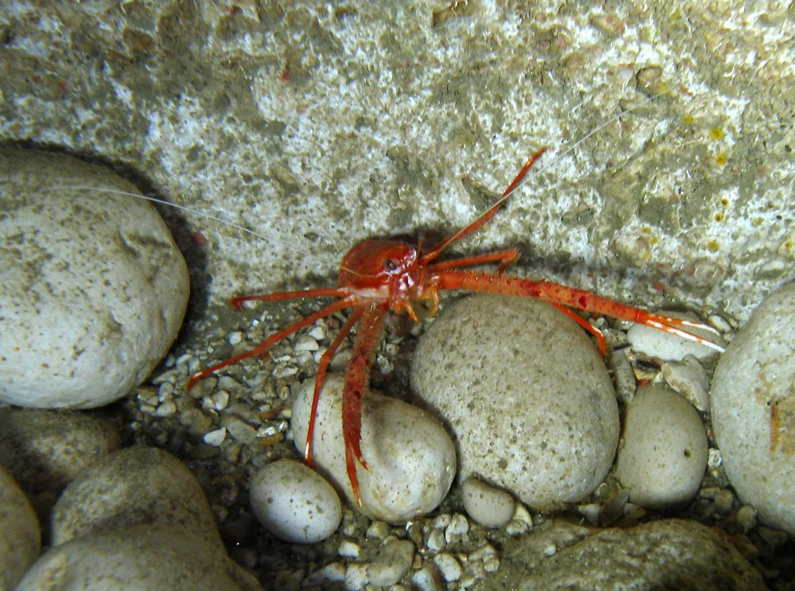 Rugose squat lobster with long red arms among pale pebbles inside the Nereo Cave