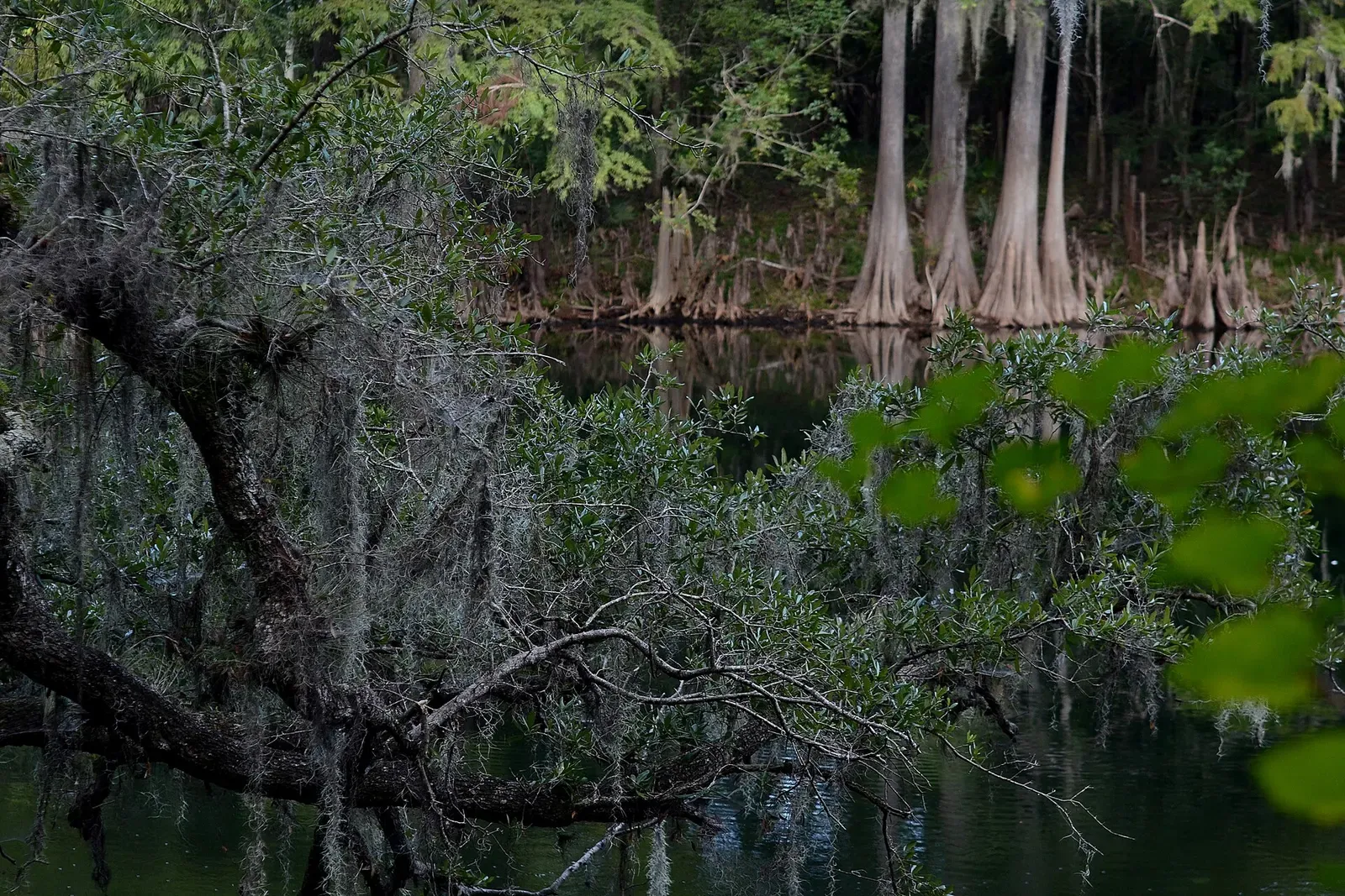 Cypress trees draped in Spanish moss line the dark tannic water of the Santa Fe River