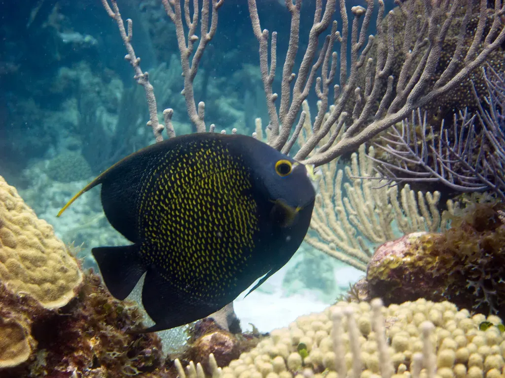 A French angelfish swims past a sea fan on a coral reef near Utila.