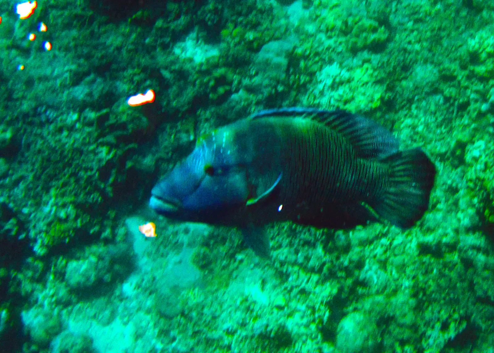 A giant Napoleon wrasse swims over the reef at Shark Point, Apo Reef.