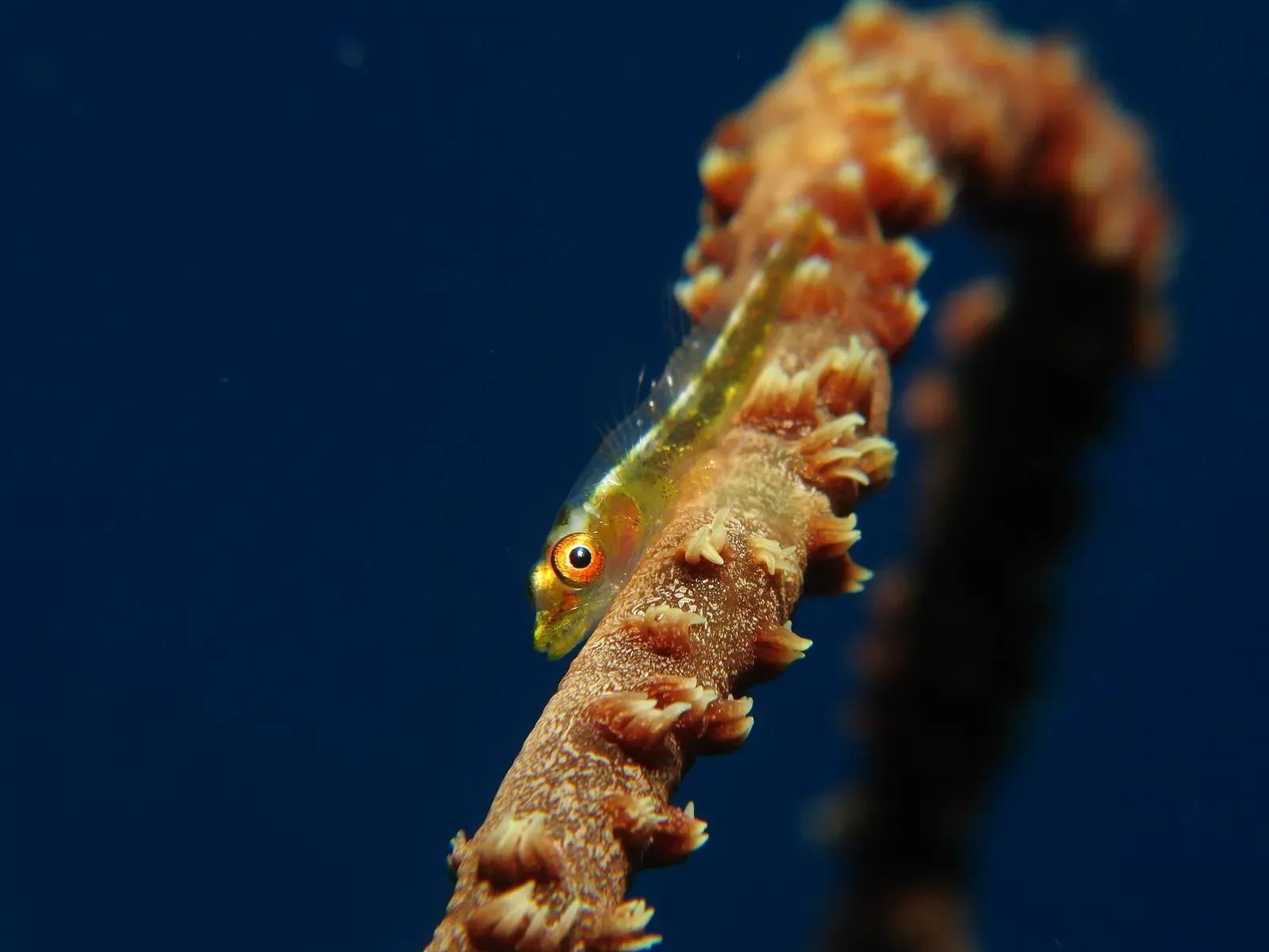 A goby fish perched on an orange whip coral on a Red Sea reef