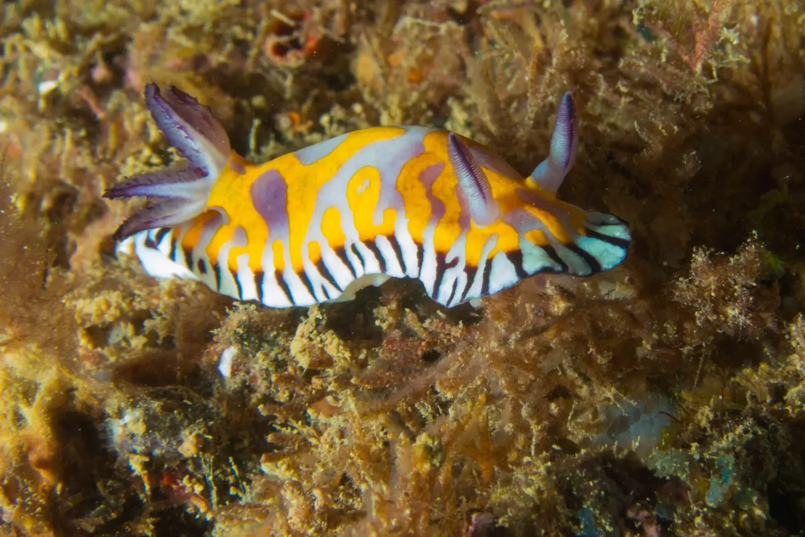 Colorful orange and white Goniobranchus roboi nudibranch crawling on reef at Ningaloo near Exmouth