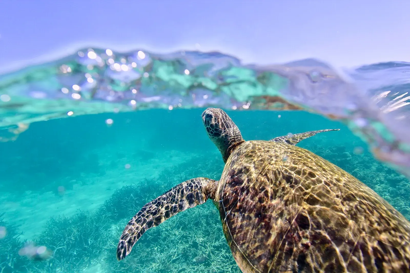 A green sea turtle swims just below the surface over Ningaloo Reef's shallow coral gardens.