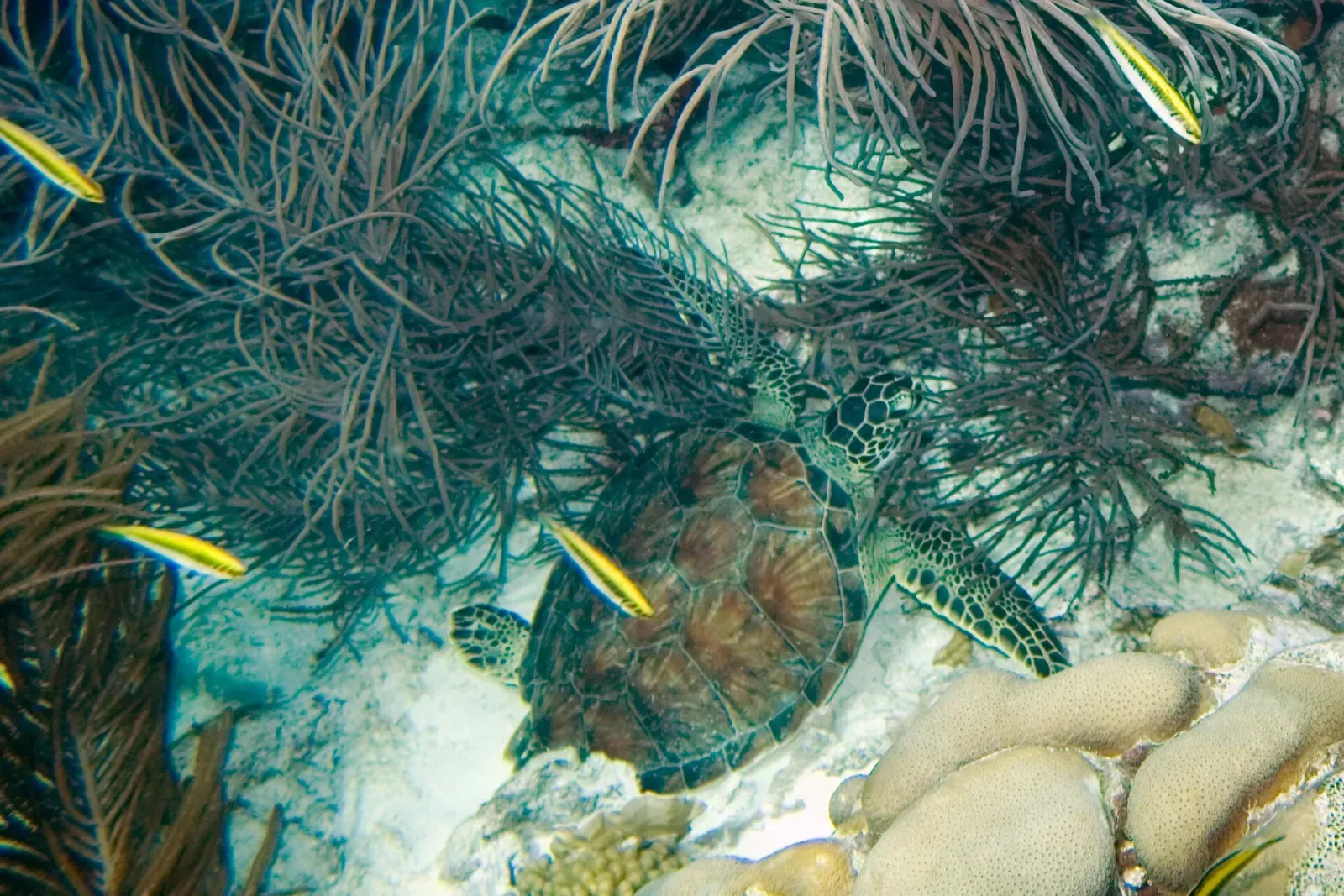 Green turtle swimming past a sea fan and brain coral on a Bonaire reef