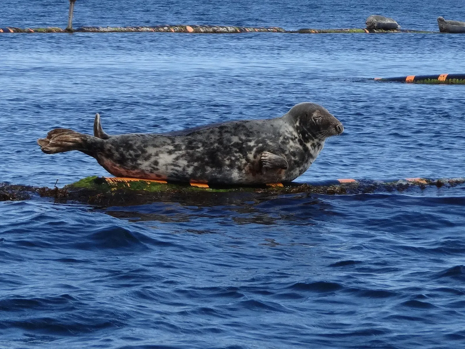 A grey Atlantic seal rests on a mooring buoy in the calm blue water of Scapa Flow, Orkney