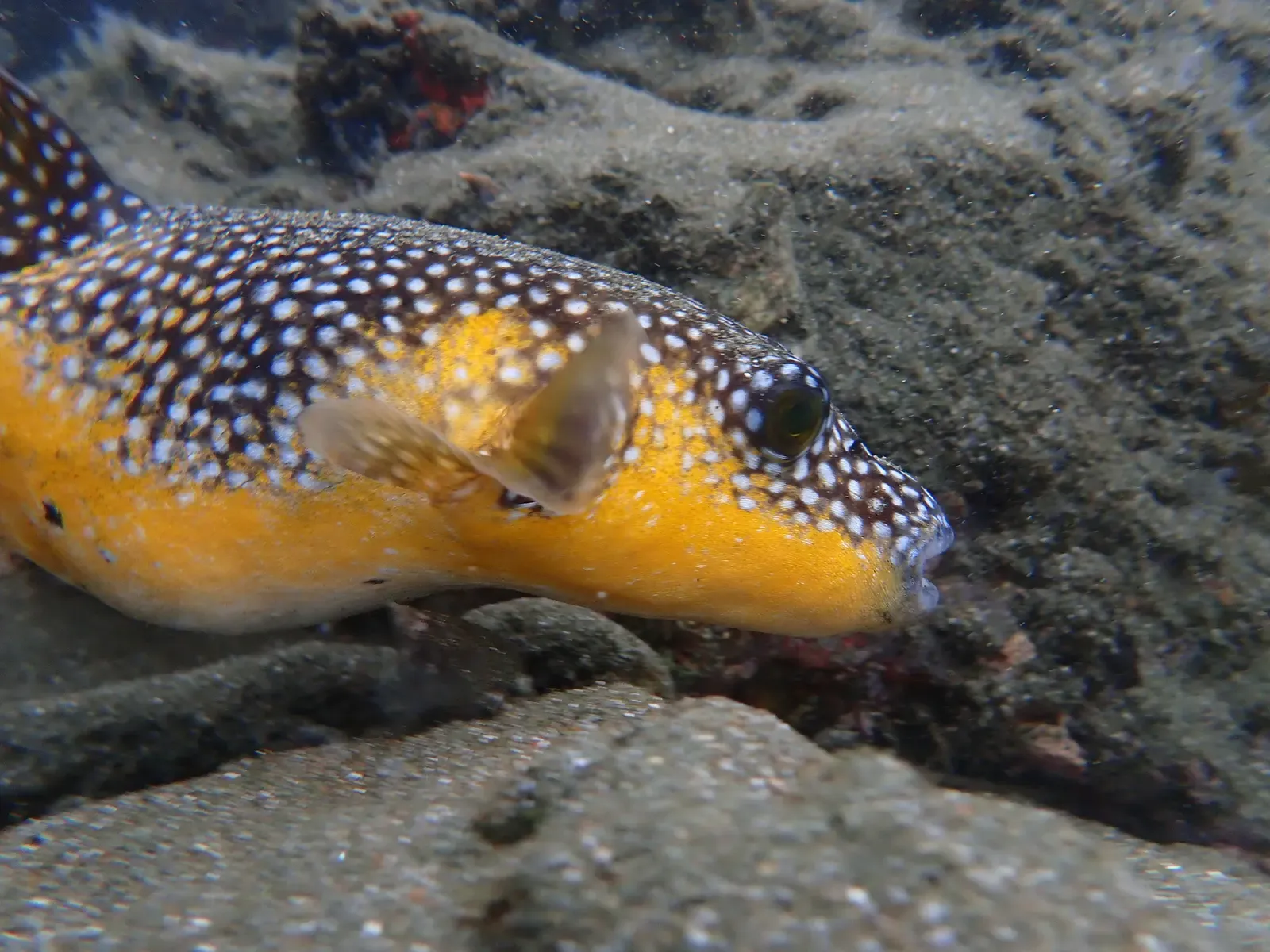 A yellow-and-white spotted guineafowl puffer hovers close to a sandy, rocky seabed.