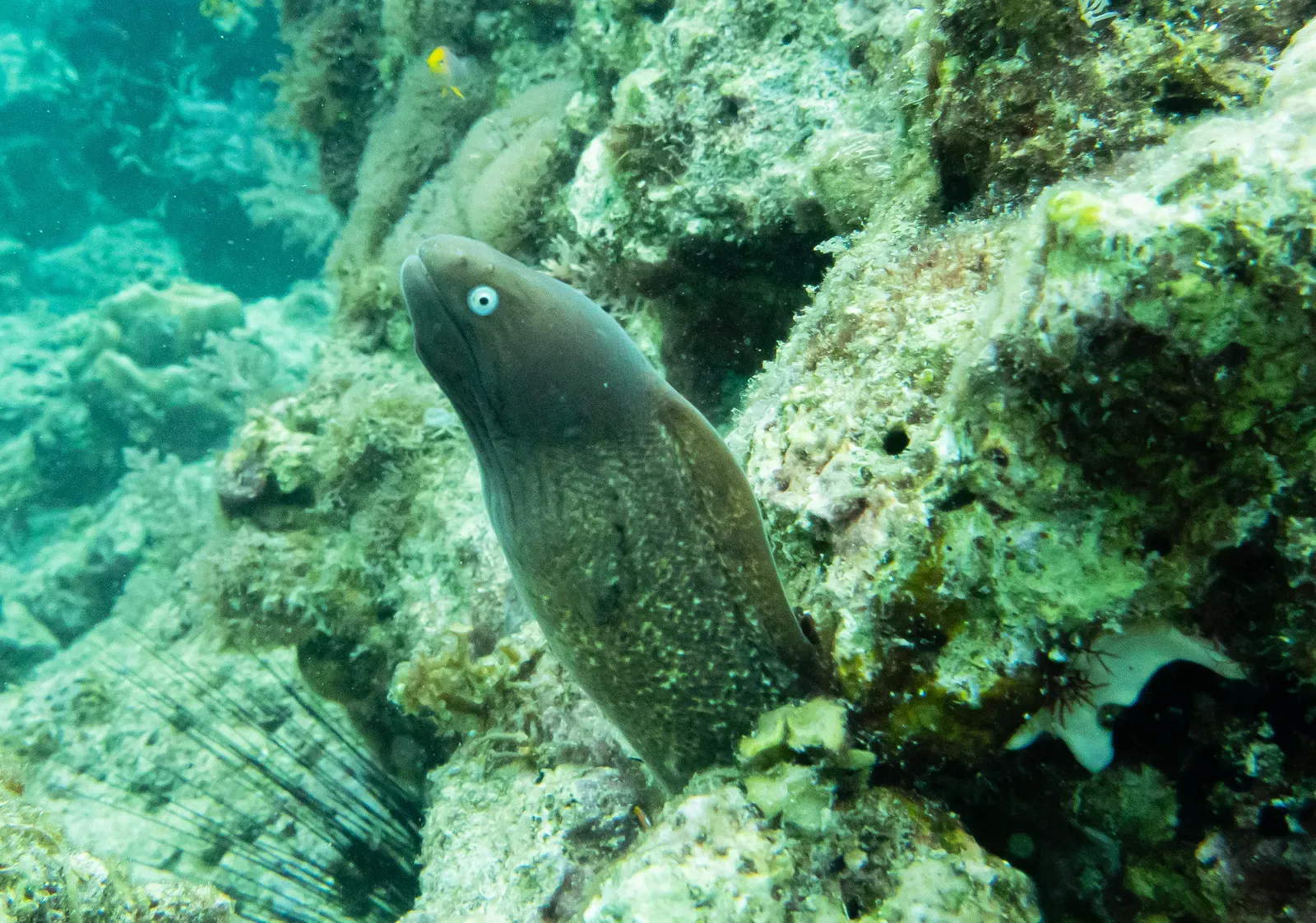 White-eyed moray eel peering out from a coral crevice on Anda's wall