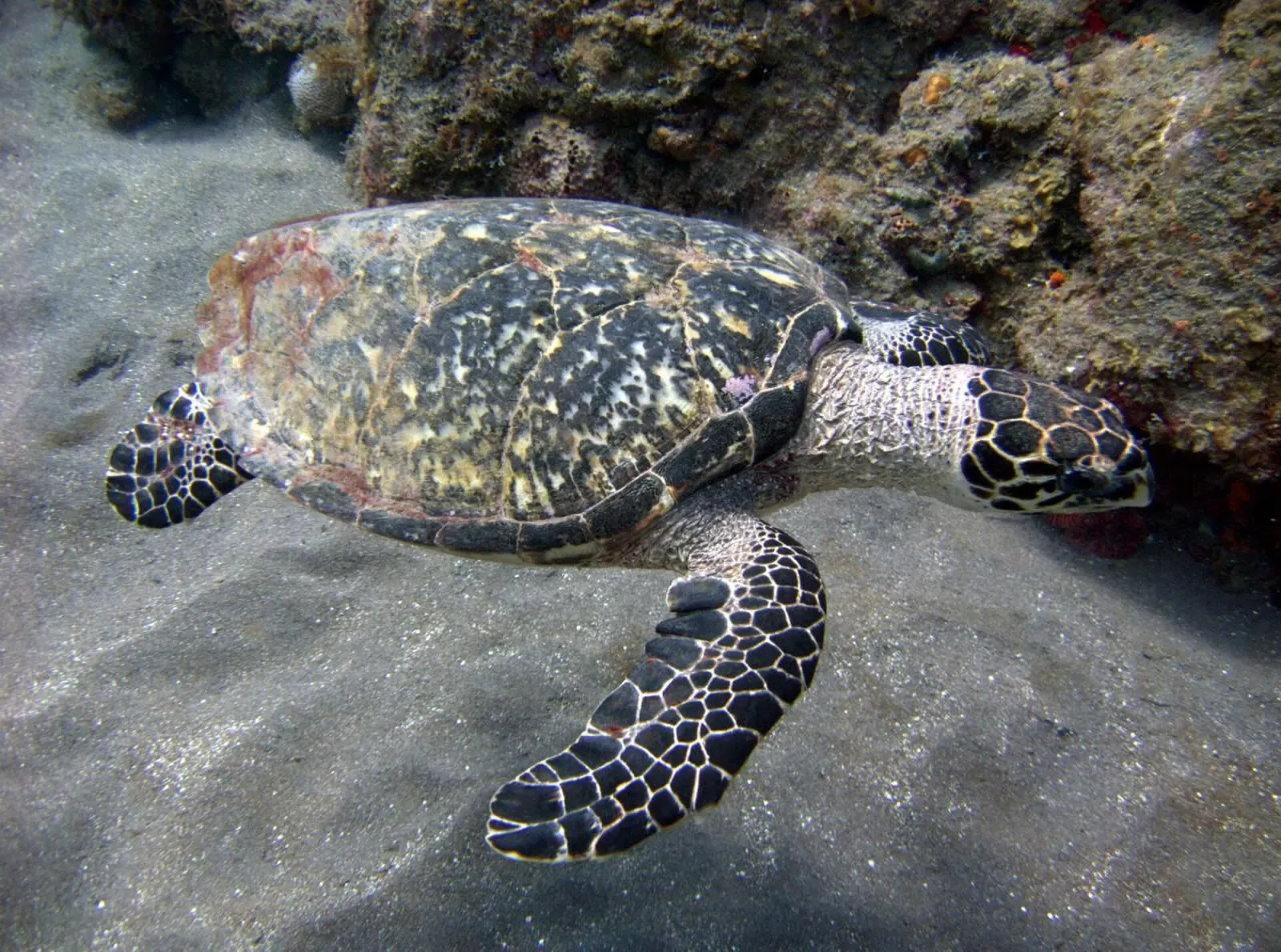 A hawksbill sea turtle resting on the sandy seafloor off Saba