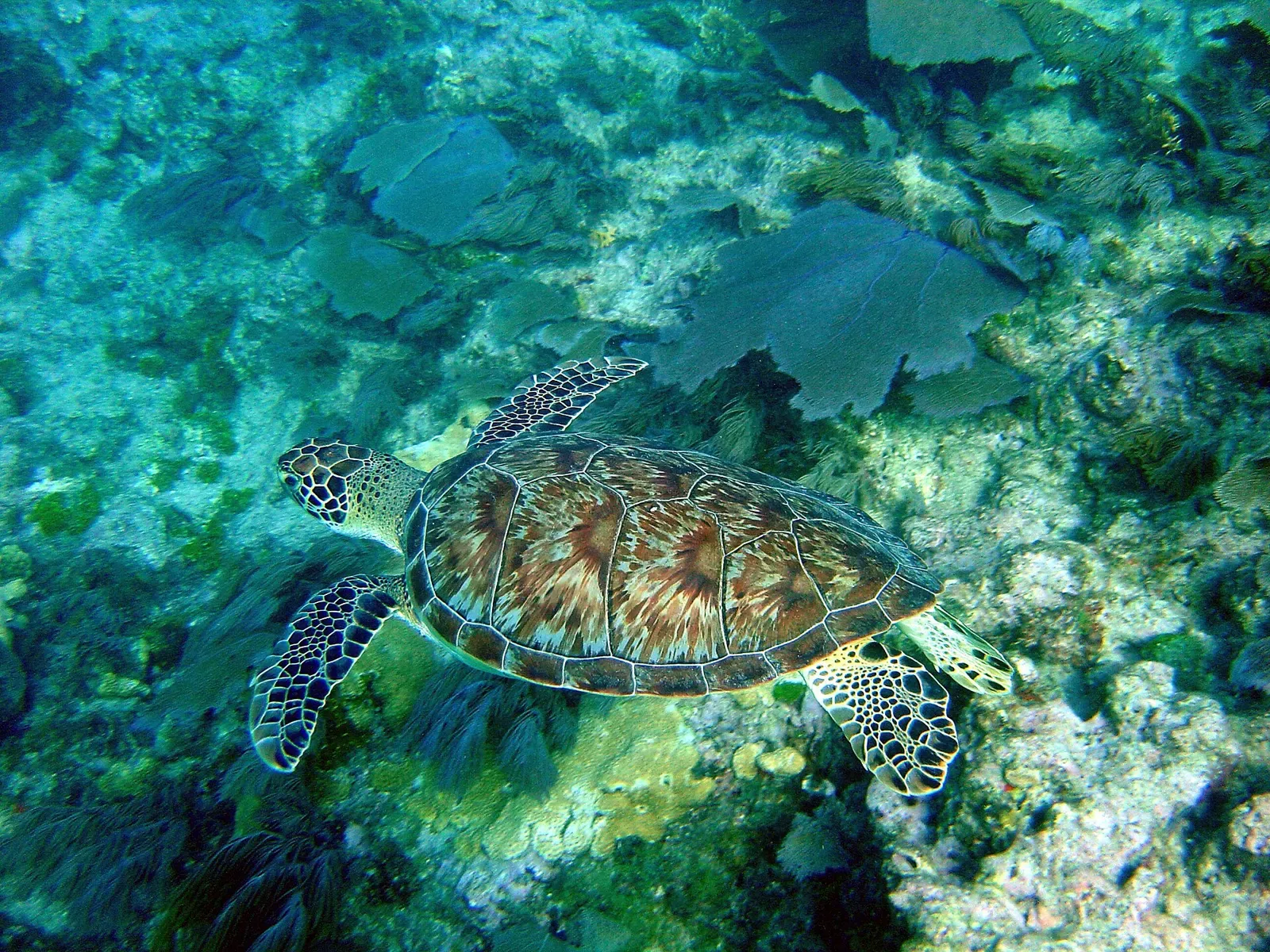 Hawksbill turtle gliding over a coral reef in the Florida Keys