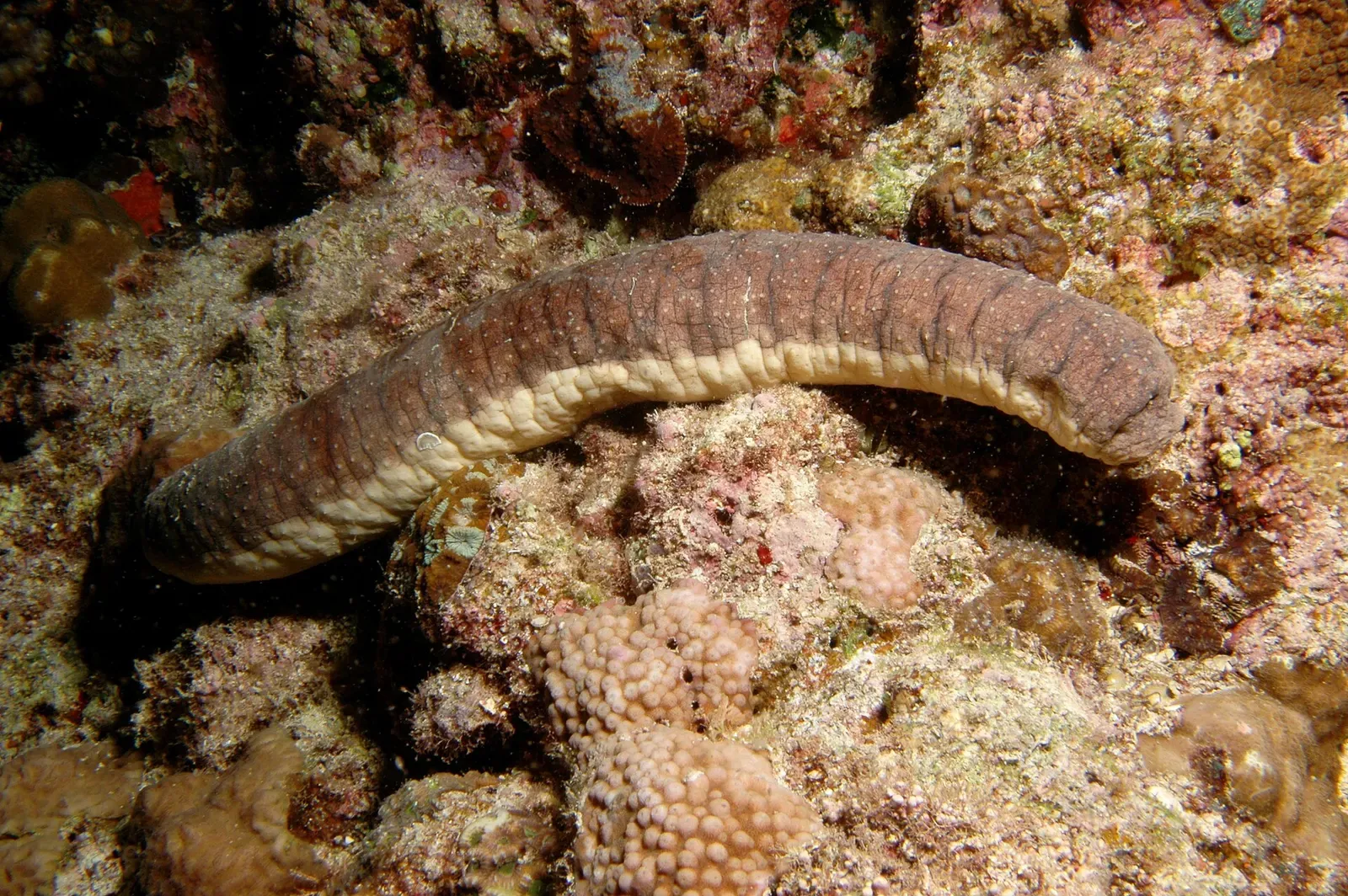 A grey sea cucumber resting among coral rubble on the reef at Cape Maeda