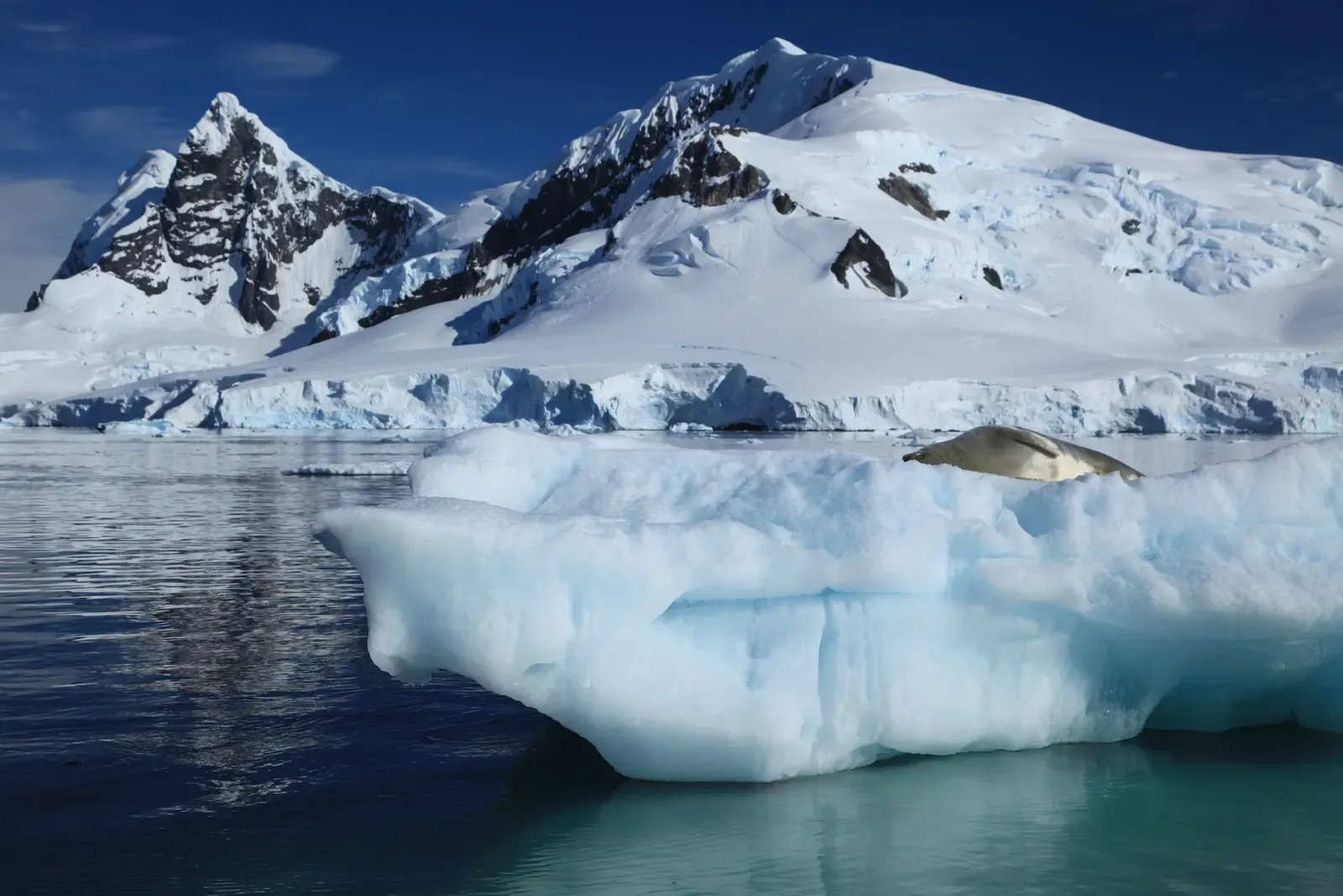 A crabeater seal rests on a low iceberg with glaciated peaks rising behind it in Paradise Harbour
