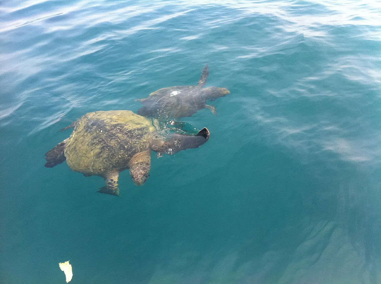 Two sea turtles swim just beneath the surface in clear blue-green water.