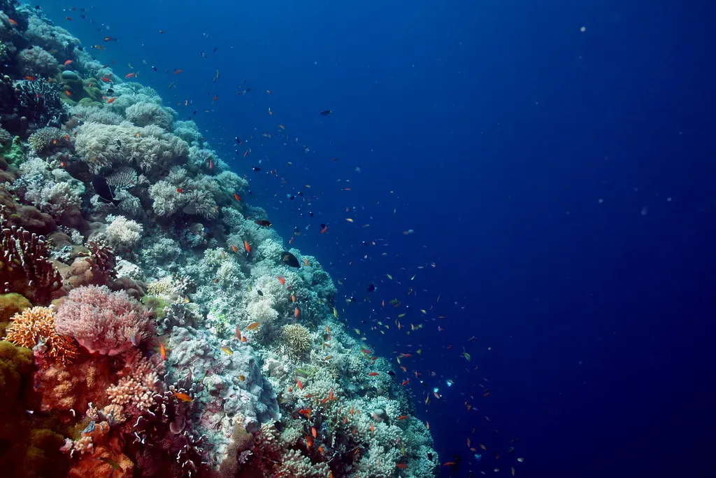 Small reef fish scatter over hard coral along a steep drop-off into open blue water.