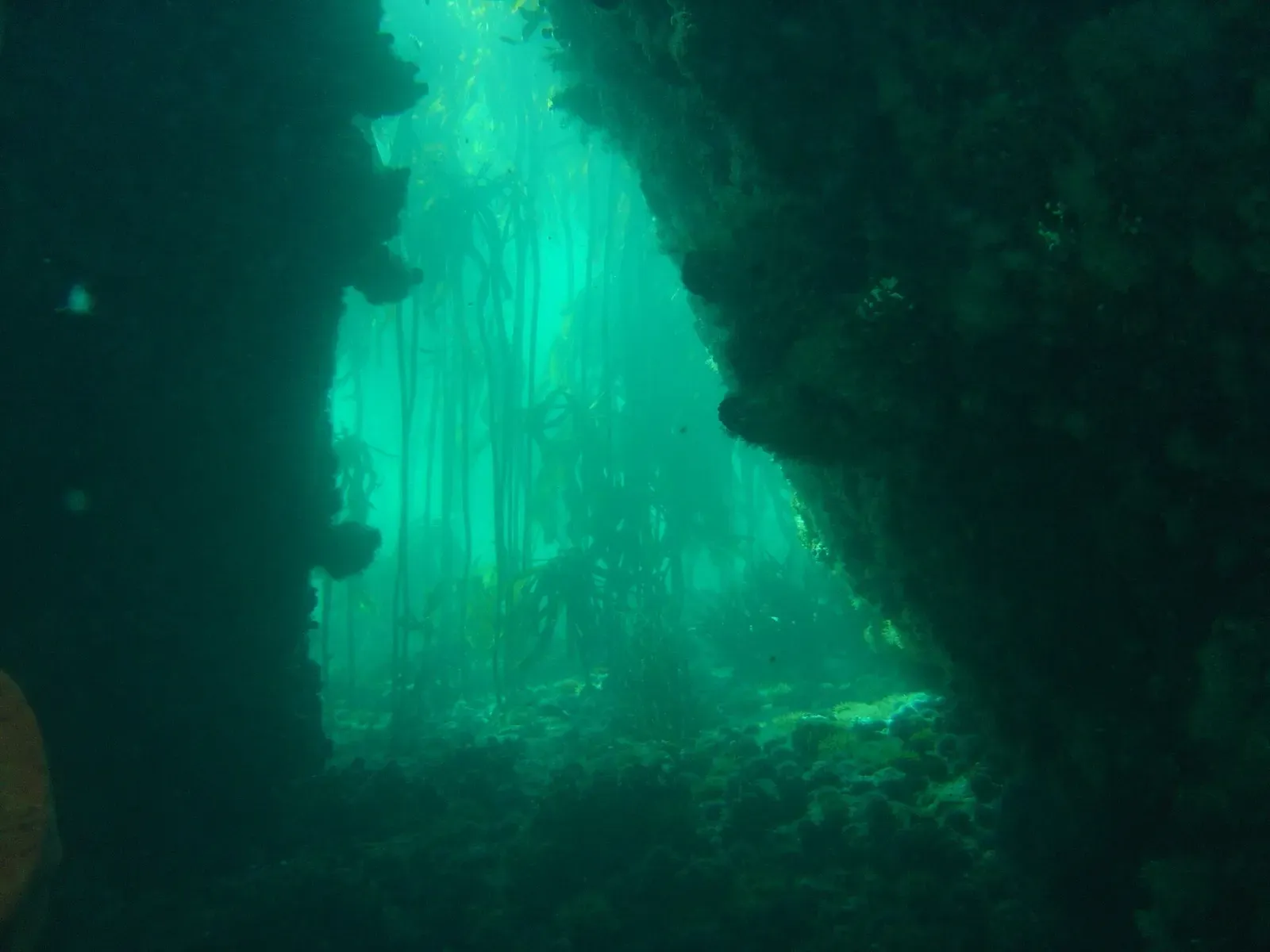 Kelp stipes rise through green water toward the surface at A-Frame, framed by a rocky crevice.