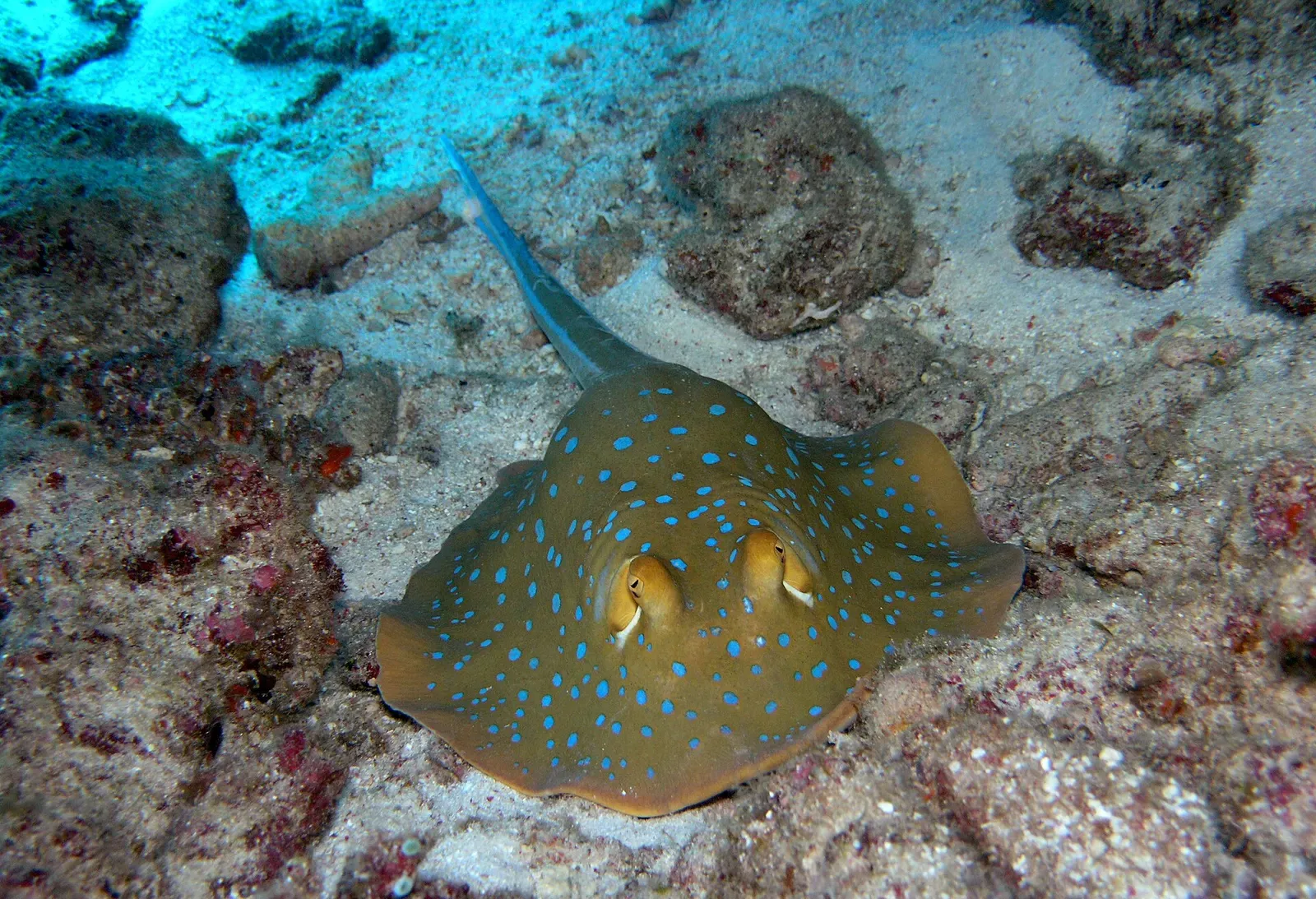 A blue-spotted stingray rests on sand between coral rubble, its tail curled to one side.