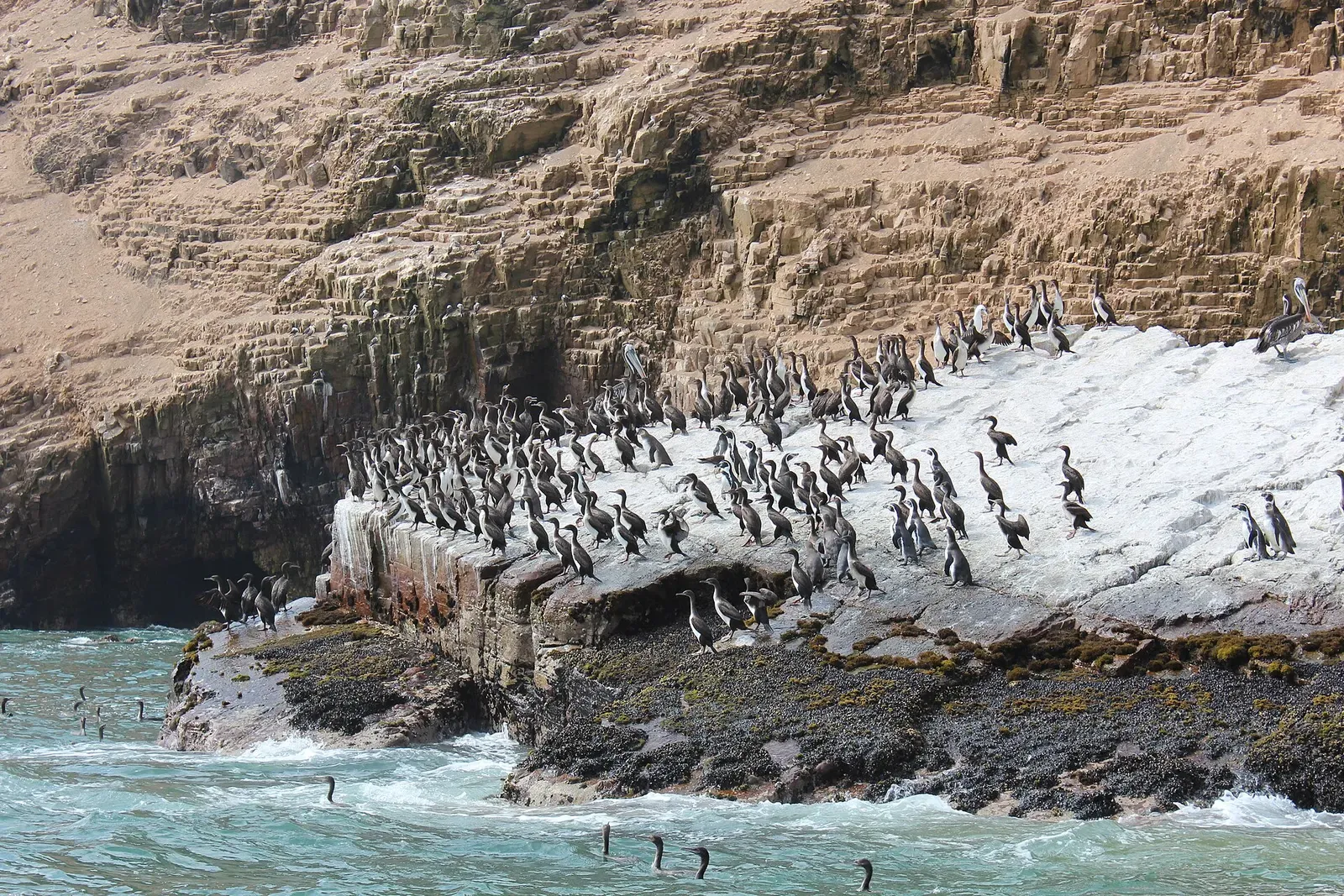 Cormorants and seabirds crowd a guano-streaked cliff face on one of the Palomino islands near Callao
