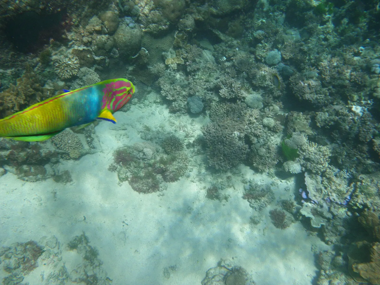 A school of striped bannerfish drifts over the shallow reef at North Bay, Lord Howe Island