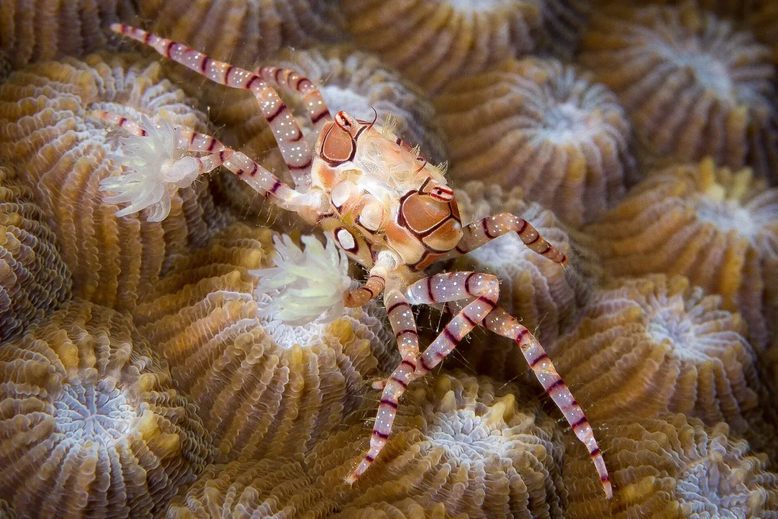Boxer crab holding stinging anemones in its claws on a coral head in Kimbe Bay