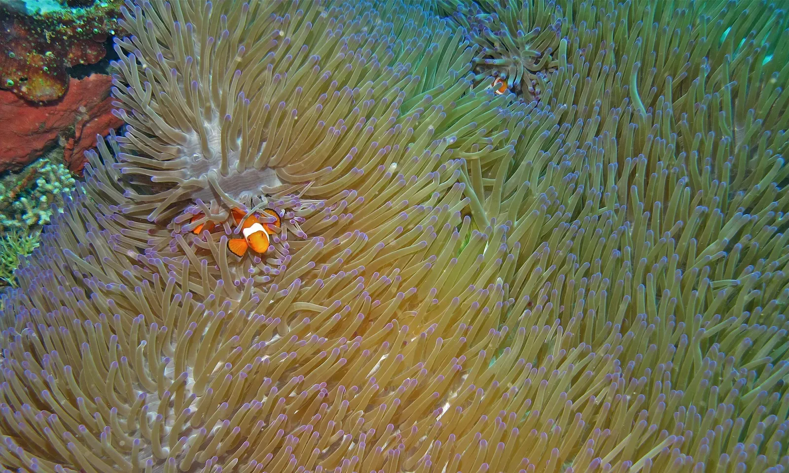 Clown anemonefish sheltering among the waving tentacles of a magnificent sea anemone