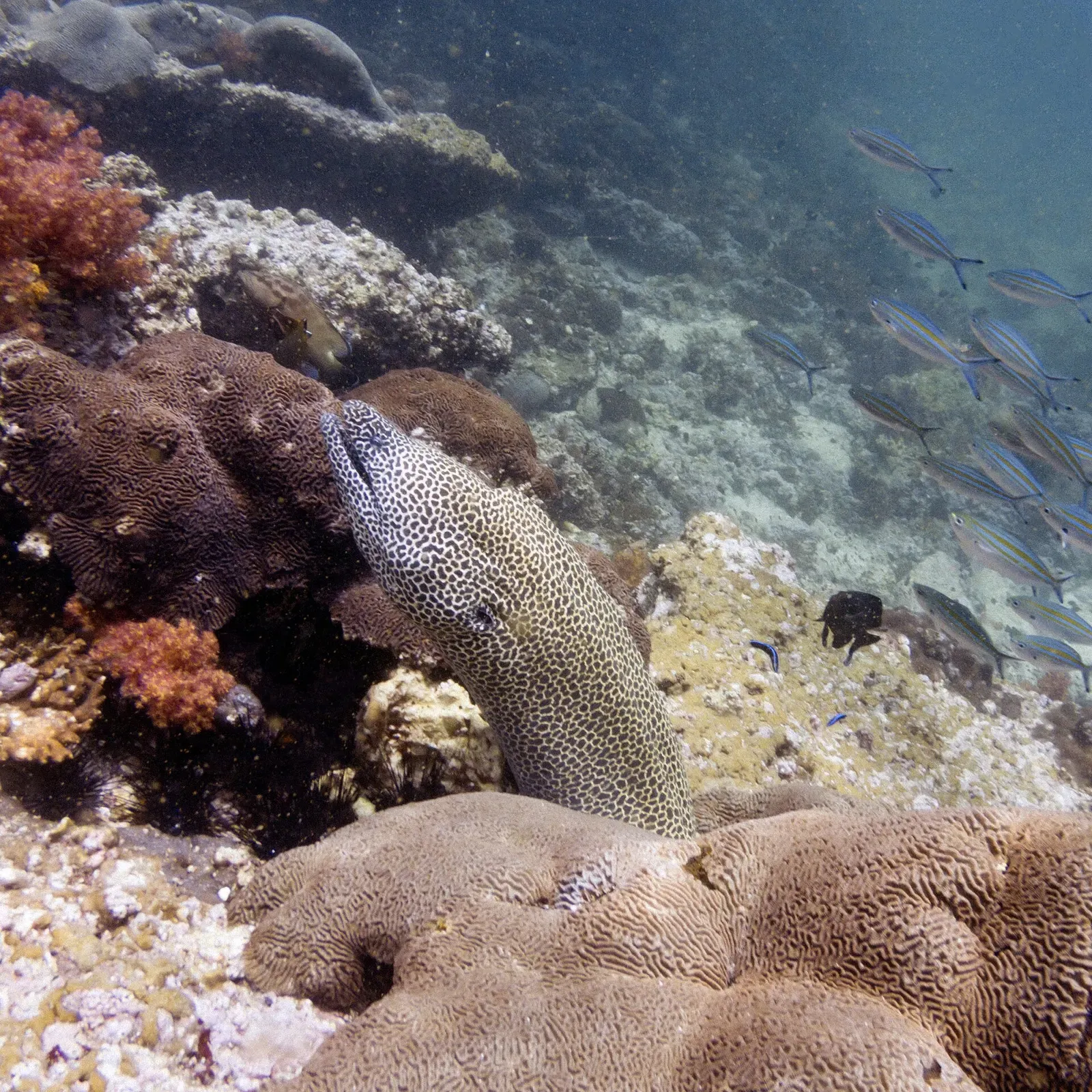 A moray eel poking out from coral with a school of fusiliers passing by off Oman