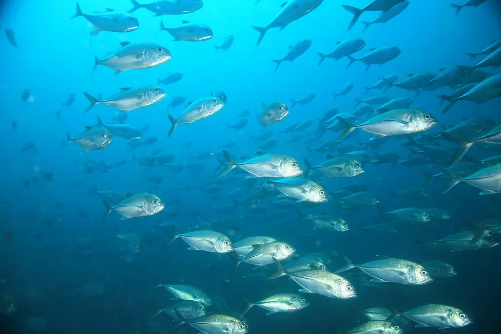 A dense school of jacks swirls together in blue water off Coiba.