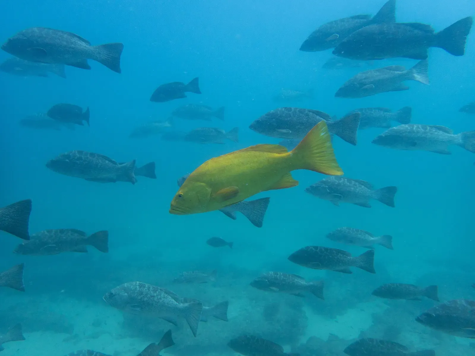 A leopard grouper swims within a school of reef fish off Cabo Pulmo, Mexico