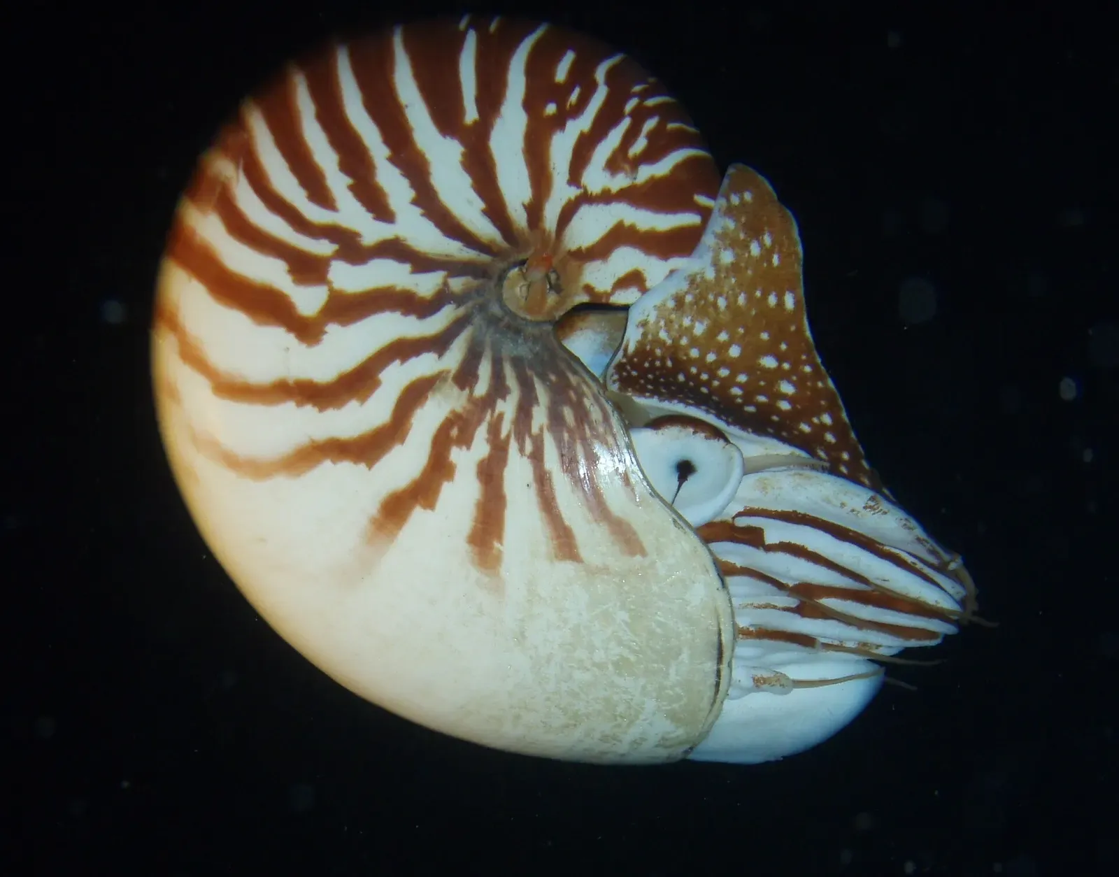 Close-up of a striped nautilus shell photographed on a night dive off Lifou