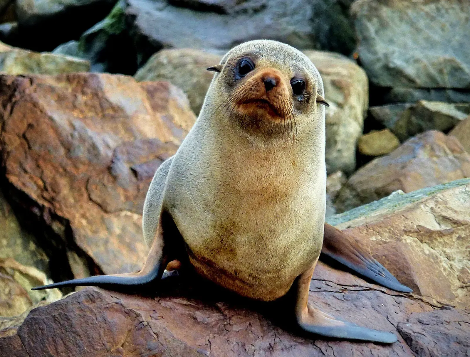 A young New Zealand fur seal pup resting on rocks near Kaikōura's Point Kean colony