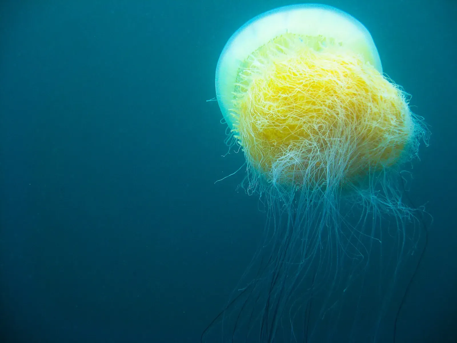 A large jellyfish trails stinging tentacles in open water near Munseom islet.