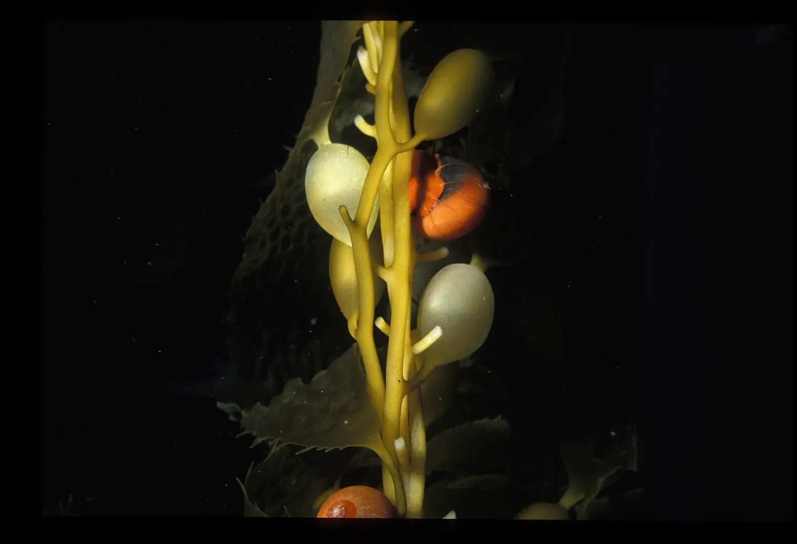 An orange top shell snail crawls up a blade of giant kelp at Pumpernickel Reef, Catalina Island