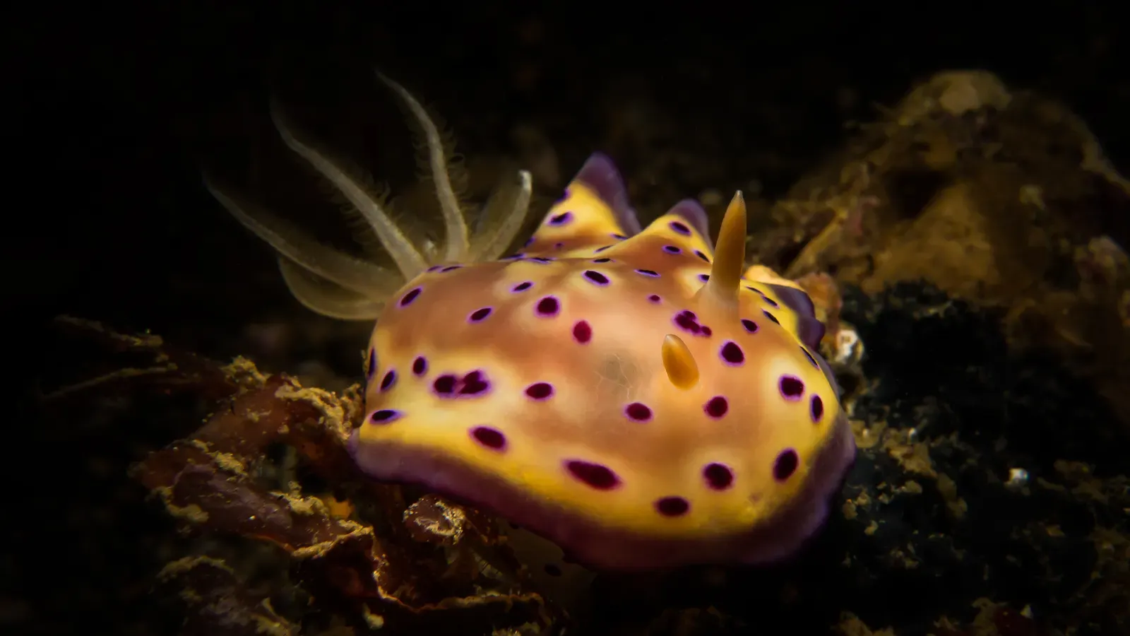 A yellow nudibranch with purple-ringed spots crosses the rubble on a muck dive in Anilao.