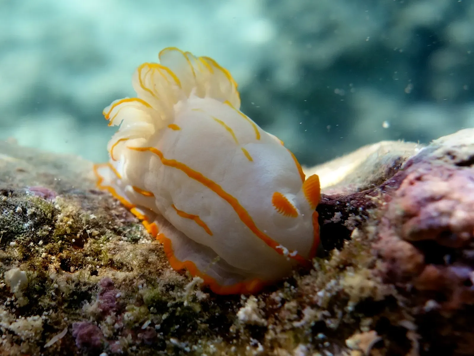 Pale nudibranch with orange-striped mantle on the reef near Vava'u, Tonga
