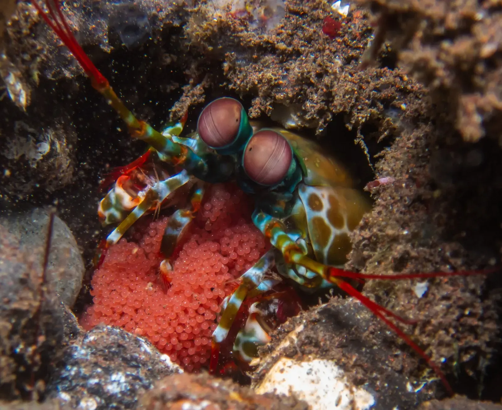 Peacock mantis shrimp peers out from a rocky crevice with a cluster of orange eggs nearby