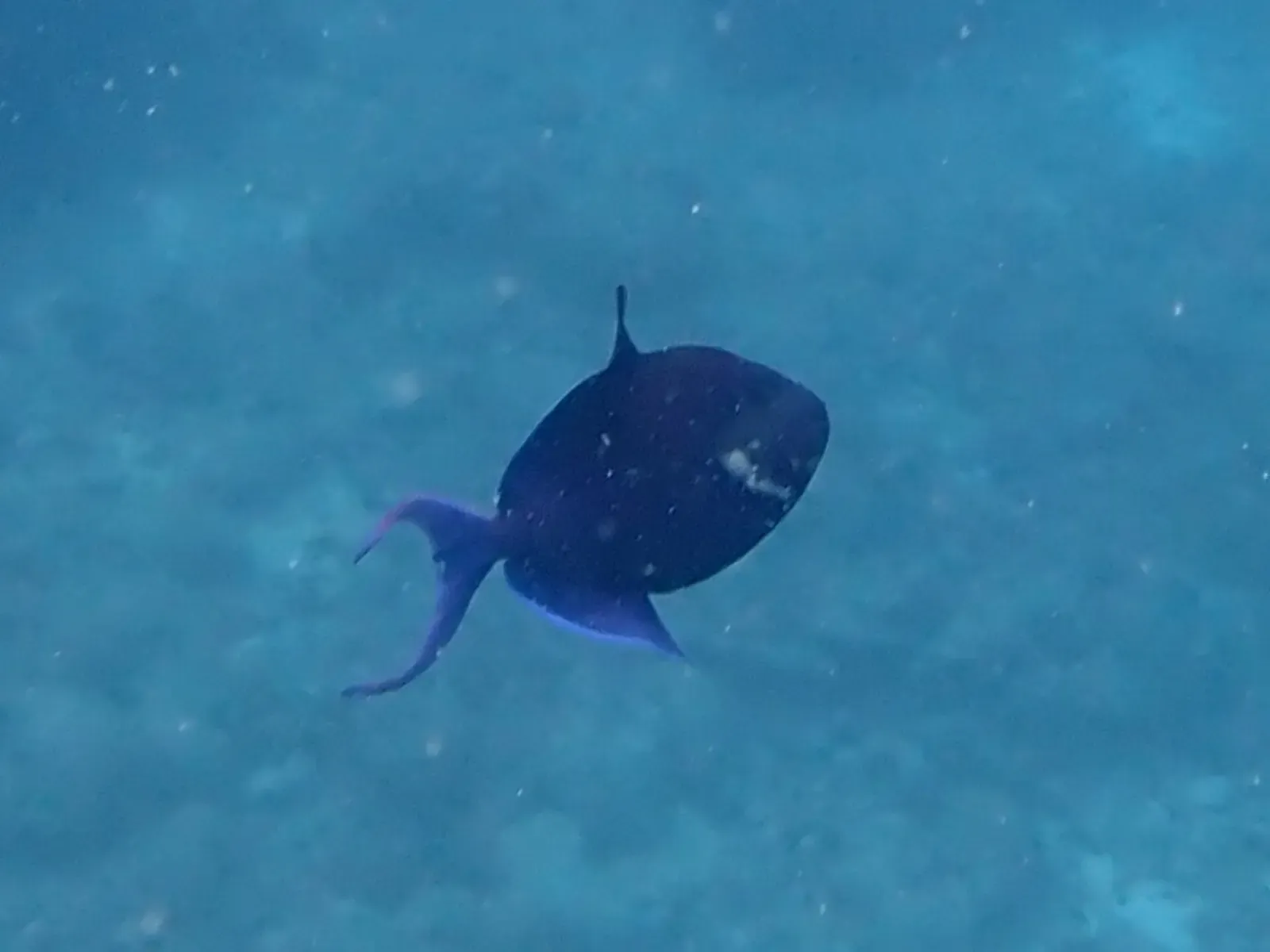 A redtooth triggerfish swims above the reef in the central Maldives atolls