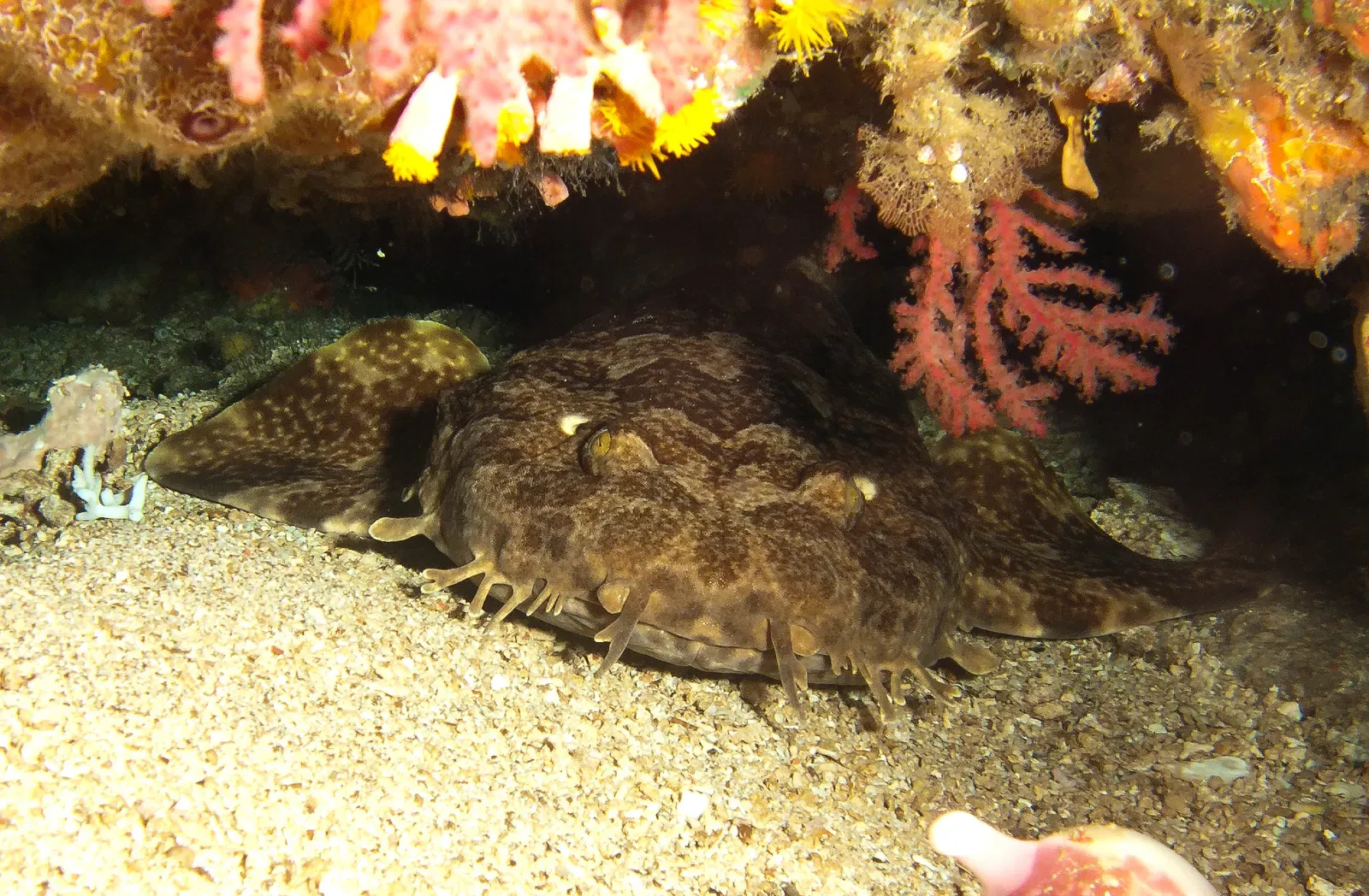An Indonesian wobbegong shark resting camouflaged on the seabed beneath a coral overhang