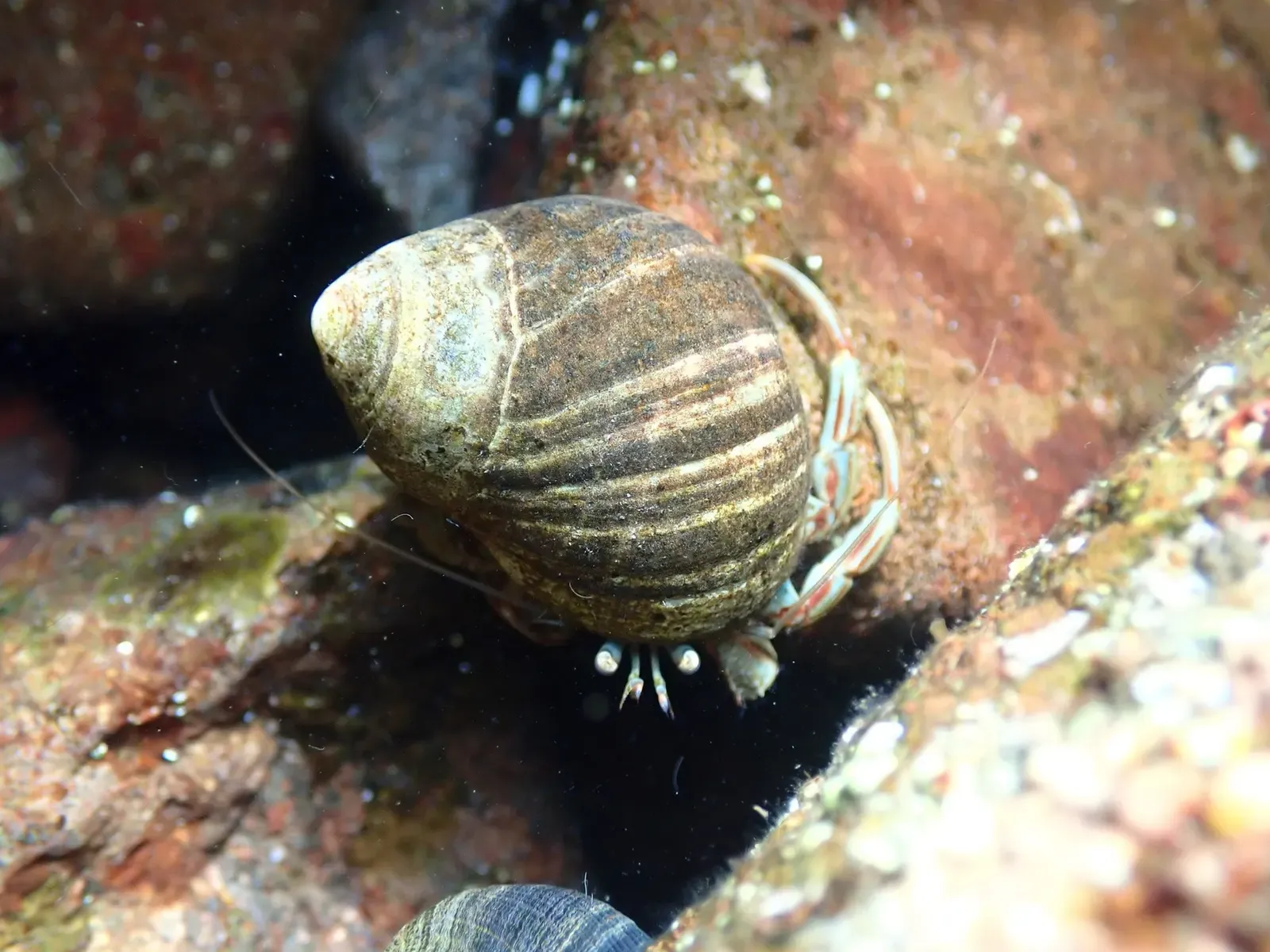 Common hermit crab tucked into a rock crevice near St Abbs