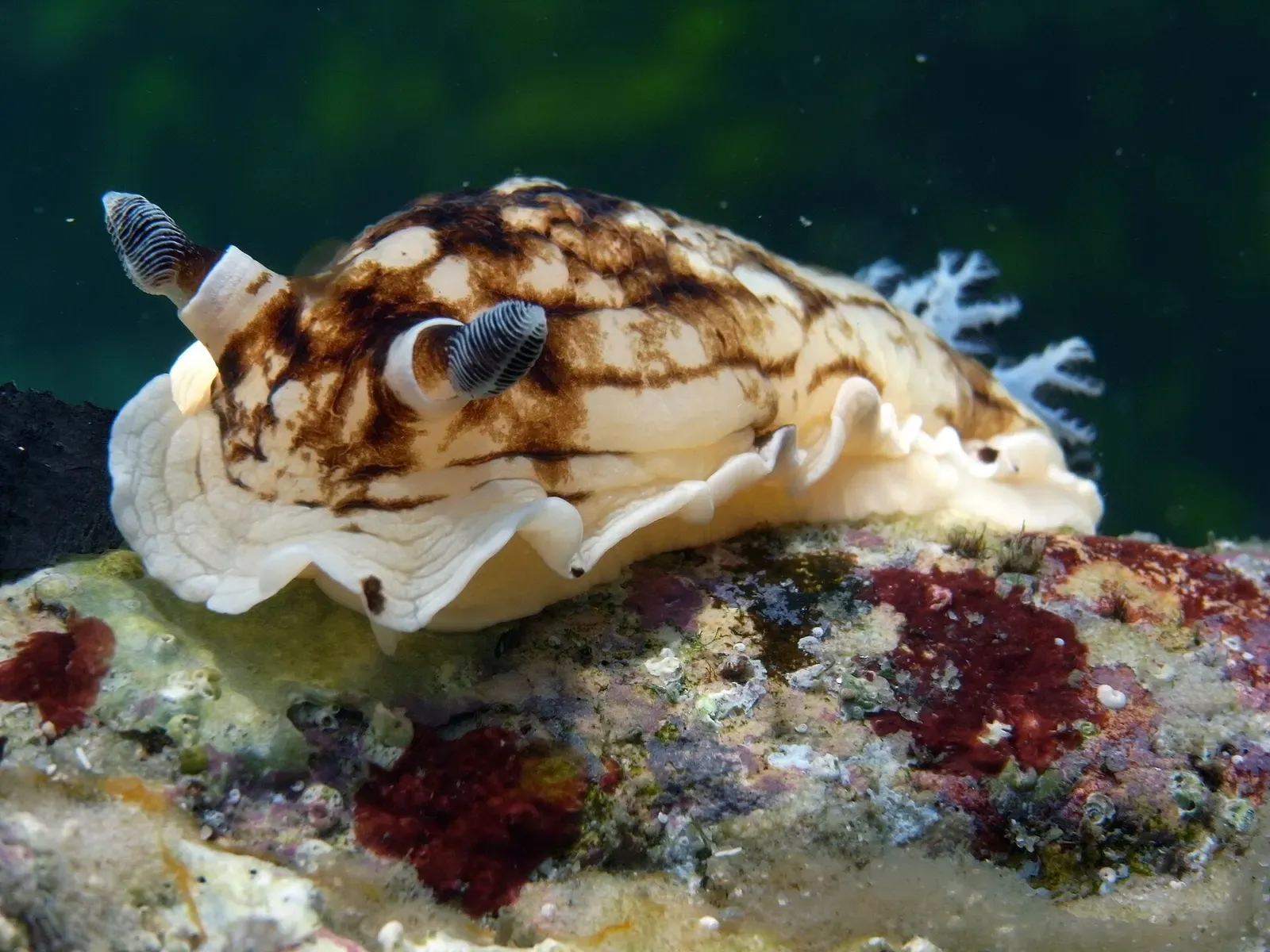 A variable aphelodoris nudibranch grazes on sponge along the Fly Point tidal wall
