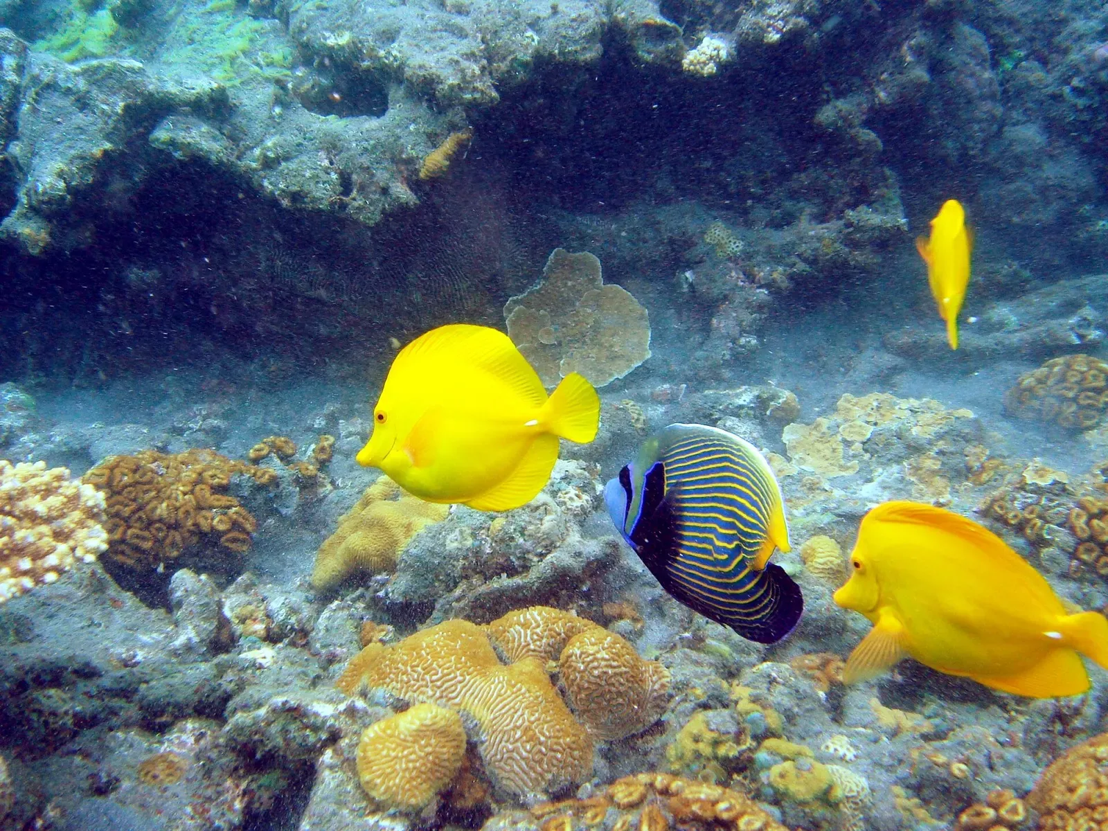 Yellow tang and an emperor angelfish swim over coral at Anijima in the Ogasawara Islands