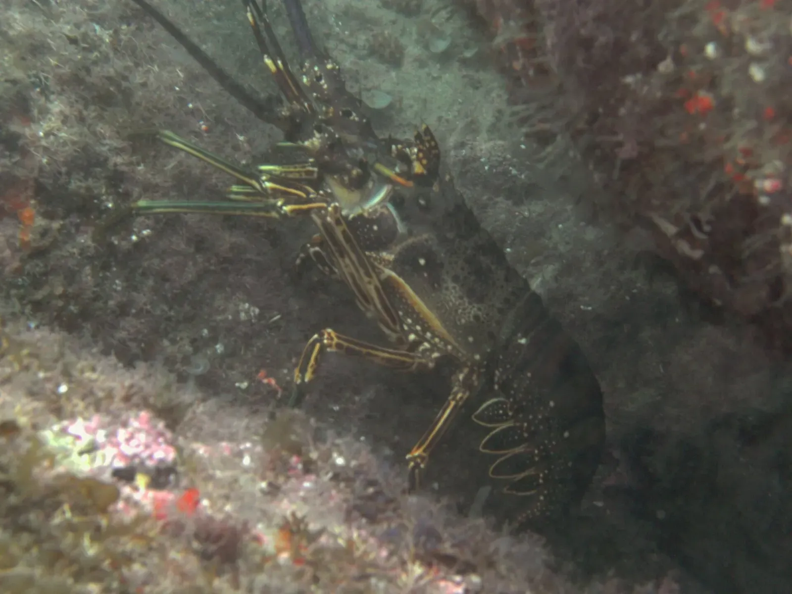 Smoothtail spiny lobster sheltering among rocks on a reef near Arvoredo, Brazil