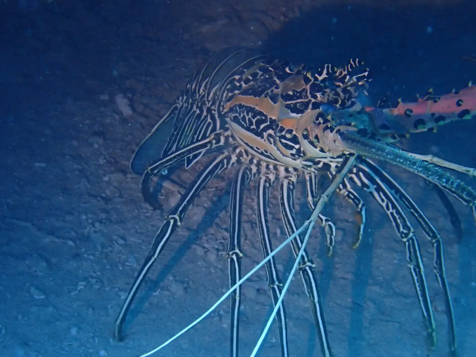 A painted spiny lobster with long banded antennae rests on a reef ledge in Beqa Lagoon