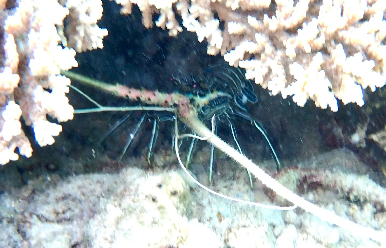 Painted spiny lobster with long banded antennae tucked among coral rubble