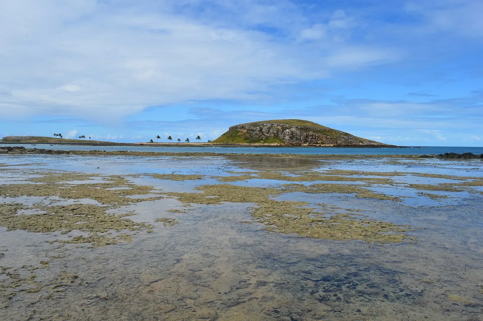 A shallow coral reef flat at low tide with a small island on the horizon at Abrolhos