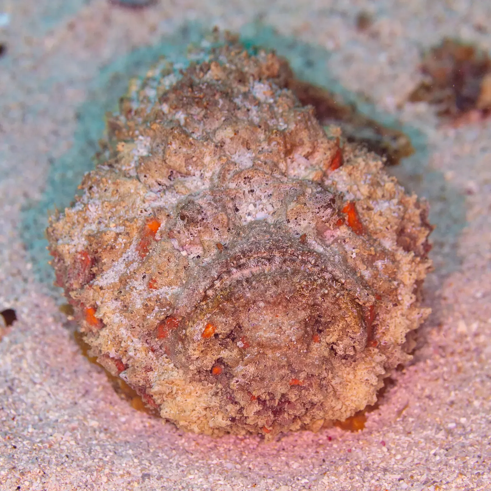 A camouflaged reef stonefish resting on the sandy seabed off Mauritius