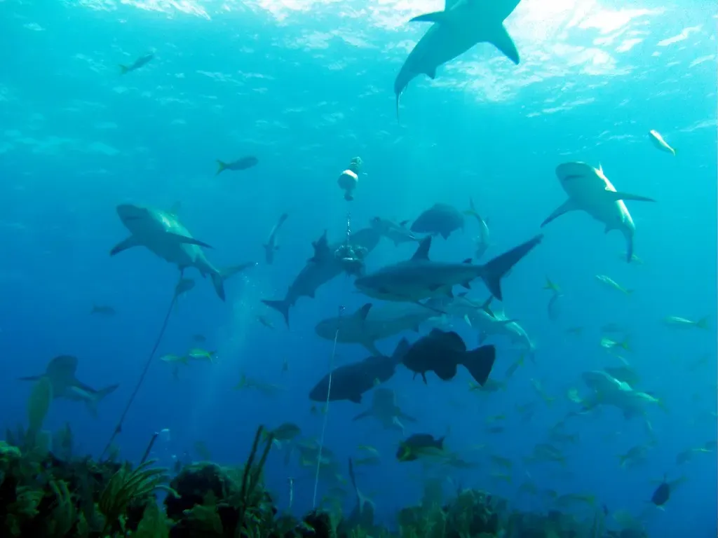 Reef sharks circle beneath a baited line as snapper and jacks crowd the water column.