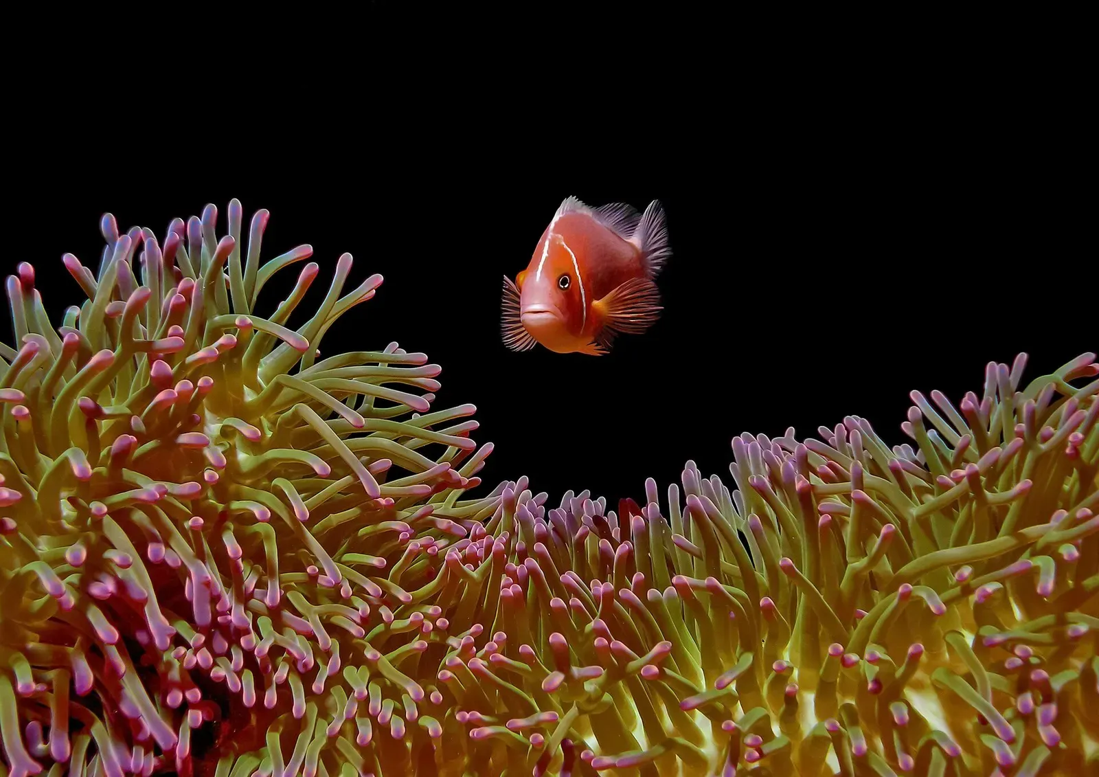 Pink anemonefish hovering above its host anemone at Manta Ray Bay, Yap