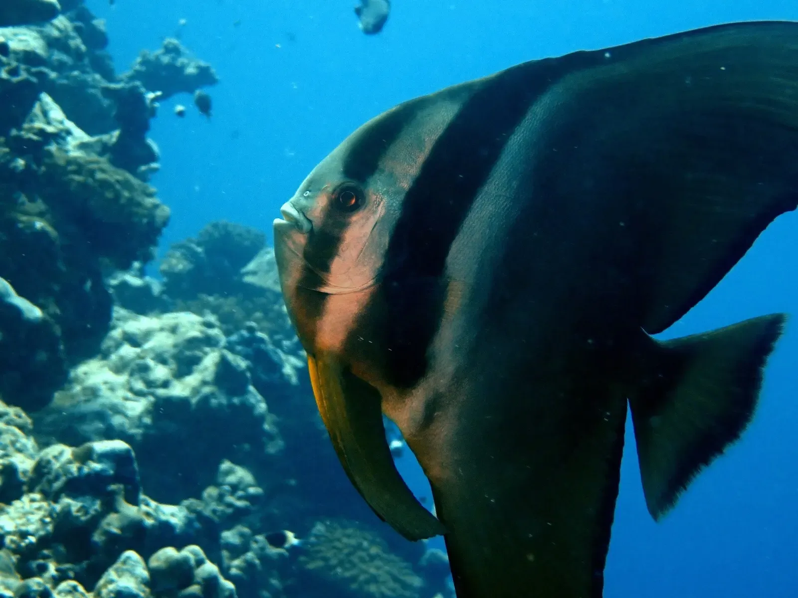 A longfin batfish swims close to the camera over the reef in the Maldives