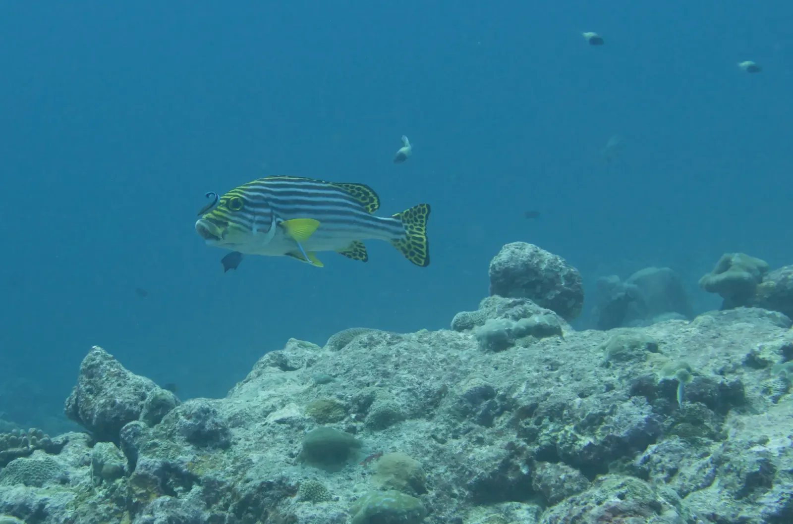 An oriental sweetlips fish drifting over a reef in Lakshadweep's clear water